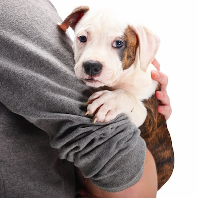 How To Prevent Your Pets From Slipping On Your Flooring