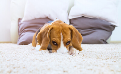 Have you Fallen For These Carpet Myths? It Might Be Time To Buy New Carpet