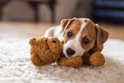 How To Prevent Puppy Accidents On Your New Carpet