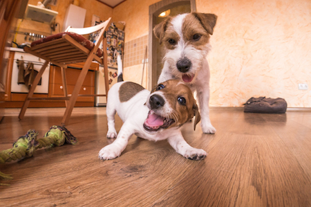 How To Love The Flooring You Select When You Have Pets