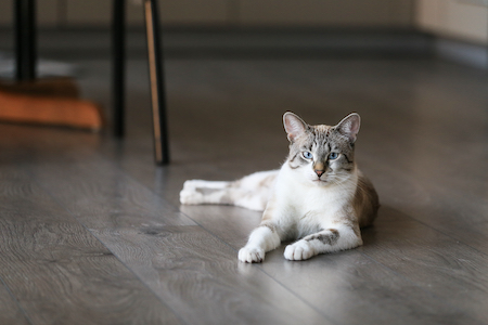 Cat Friendly Flooring Choices