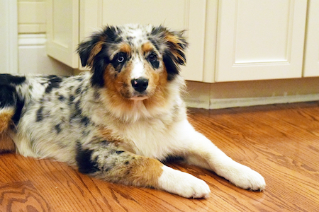 Dogs and Hardwood Floors Can Co-Exist Together