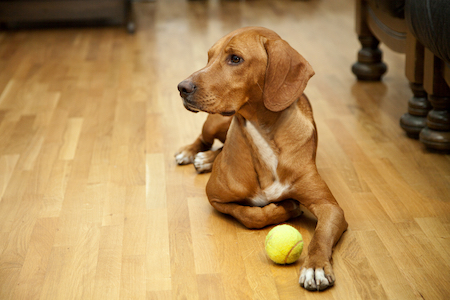 Say Goodbye to Scratches With Pet-Resistant Flooring for Your Home